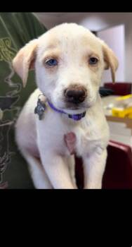 Warren - Carly Simon Litter -  Husky and Terrier Dog for Adoption in Holly Springs, North Carolina - Warren - Carly Simon Litter | PetCurious