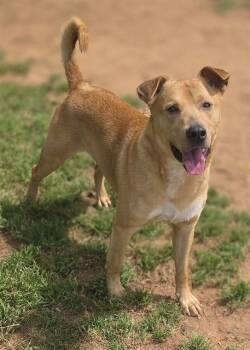 Labrador Retriever Dogs Available for Adoption in York, South Carolina - POOH | PetCurious