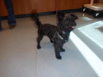 BENTLEY -  Poodle and Schnauzer Dog for Adoption in San Jose, California - BENTLEY | PetCurious