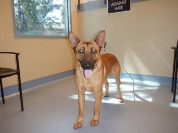 GOOSEBERRY -  German Shepherd Dog Dog Available for Adoption in San Jose, California - GOOSEBERRY | PetCurious