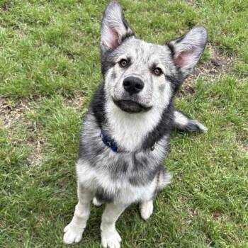 Husky Dogs Available for Adoption in Dallas, Texas - Porter | PetCurious