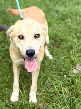 Sandy -  Yellow Labrador Retriever and Mixed Breed Dog for Adoption in Gradyville, Kentucky - Sandy | PetCurious