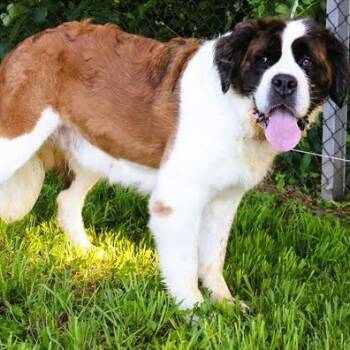 Brenda -  Saint Bernard Dog for Adoption in Northbrook, Illinois - Brenda | PetCurious
