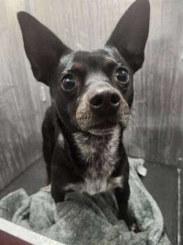 Chihuahua Dogs Available for Adoption - A796149 | PetCurious