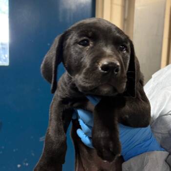 Nacho Fries -  Black Labrador Retriever and Mixed Breed Dog for Adoption in Charlottesville, Virginia - Nacho Fries | PetCurious