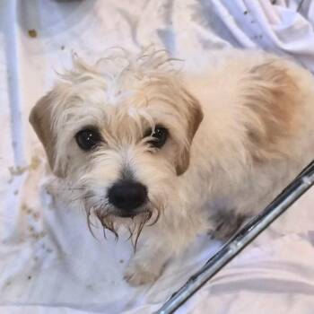 Mixed Breed Dogs Available for Adoption - Betty | PetCurious