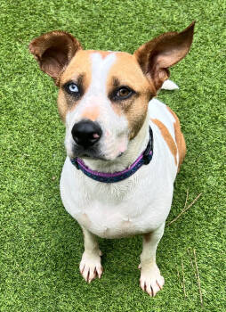 Rescue Hound Dogs for Adoption in Sandy Springs, Georgia - Clover | PetCurious