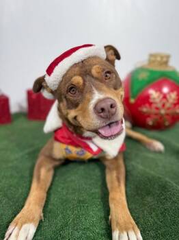 Ranger-One of our Amazing Rescue Dogs -  Pit Bull Terrier and American Staffordshire Terrier Dog for Adoption in Carlsbad, California - Ranger-One Of Our Amazing Rescue Dogs | PetCurious