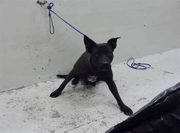 Staffordshire Bull Terrier and Mixed Breed Dogs Available for Adoption - NEGRITA | PetCurious