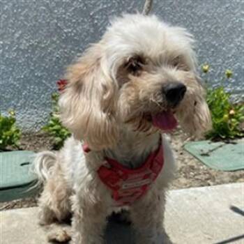 Princess -  Maltese Dog for Adoption in San Gabriel, California - Princess | PetCurious