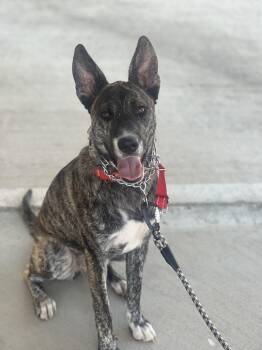 COCO -  Dutch Shepherd Dog for Adoption in Los Angeles, California - COCO | PetCurious