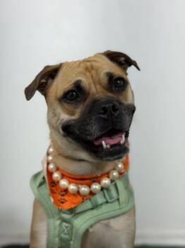 Honey bun-One of our Amazing Rescue Dogs -  Puggle and Mixed Breed Dog for Adoption in Carlsbad, California - Honey Bun-One Of Our Amazing Rescue Dogs | PetCurious