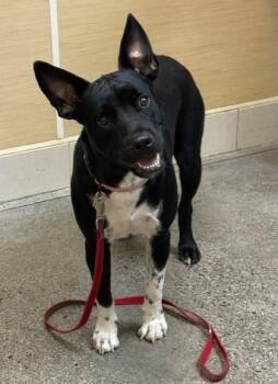Niele -  Mixed Breed Dog for Adoption in Honolulu, Hawaii - Niele | PetCurious