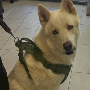 Hunter -  Husky Dog for Adoption in Lufkin, Texas - Hunter | PetCurious