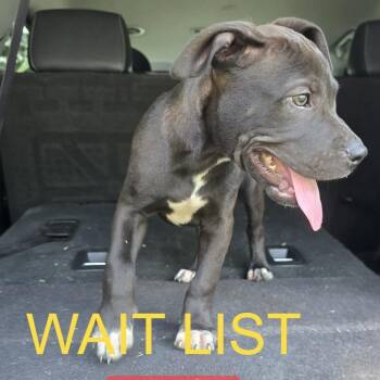 Creeper -  Pit Bull Terrier and Mixed Breed Dog for Adoption in Livingston, Texas - Creeper | PetCurious