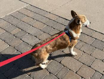 Pembroke Welsh Corgi Dogs Available for Adoption in Dalworthington Gardens, Texas - Edgar Allen | PetCurious