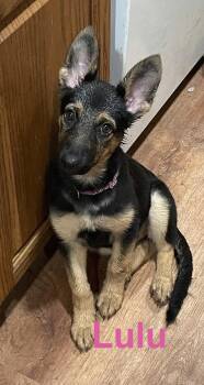 Lulu -  German Shepherd Dog Dog for Adoption in Topeka, Kansas - Lulu | PetCurious