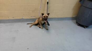 A183954 -  German Shepherd Dog and Mixed Breed Dog for Adoption in Tulsa, Oklahoma - A183954 | PetCurious