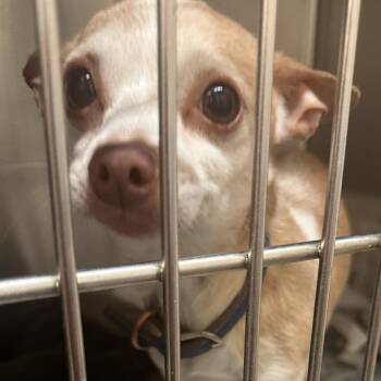 Chihuahua Dogs Available for Adoption in Calverton, New York - Leo | PetCurious