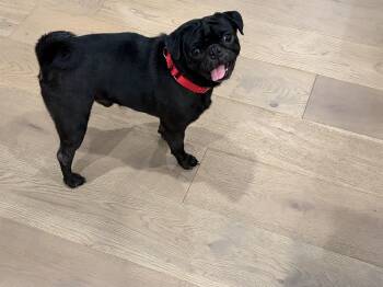 Pug Dogs Available for Adoption - Cane  | PetCurious