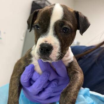 Waffle Cone -  Mixed Breed Dog for Adoption in Charleston, West Virginia - Waffle Cone | PetCurious