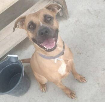 Roo -  Boxer Dog for Adoption in Thornton, Colorado - Roo | PetCurious