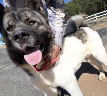 Kyoto -  Akita Dog for Adoption in Romoland, California - Kyoto | PetCurious