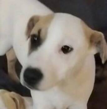 Labrador Retriever and Mixed Breed Dogs Available for Adoption - Ezra | PetCurious