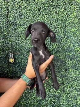 61612094 -  Dachshund and Mixed Breed Dog for Adoption in El Paso, Texas - 61612094 | PetCurious