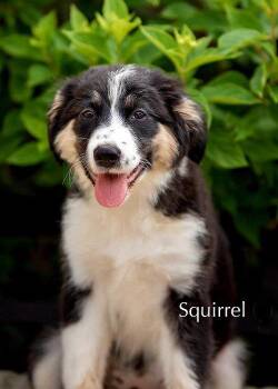 PUPPY SQUIRREL -  Great Pyrenees and Australian Shepherd Dog for Adoption in Franklin, Tennessee - PUPPY SQUIRREL | PetCurious