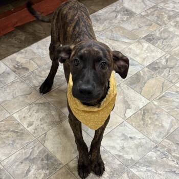 Rescue Terrier Dogs for Adoption in Pilot Point, Texas - Jade | PetCurious