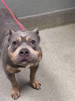 Pit Bull Terrier Dogs Available for Adoption in Las Vegas, Nevada - WIFI | PetCurious