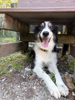 Pepita -  Border Collie Dog for Adoption in Lafayette, Indiana - Pepita | PetCurious