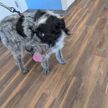 Evie -  Mixed Breed Dog for Adoption in Jeffersonville, Indiana - Evie | PetCurious