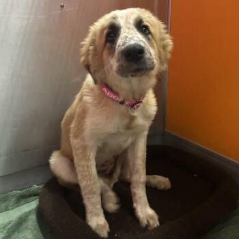 LADYBUG -  Anatolian Shepherd and Mixed Breed Dog for Adoption in Richmond, California - LADYBUG | PetCurious