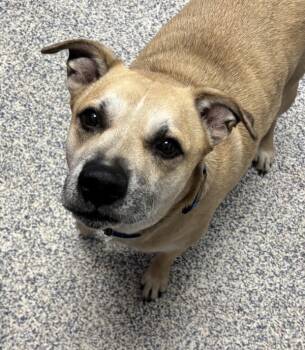 Rescue Labrador Retriever Dogs for Adoption in Golden, Colorado - Milo | PetCurious