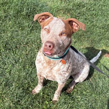 Hound and Pointer Dogs Available for Adoption - Kingston | PetCurious