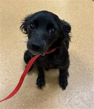 Chihuahua Dogs Available for Adoption in Martinez, California - WILMA FLINTSTONE | PetCurious