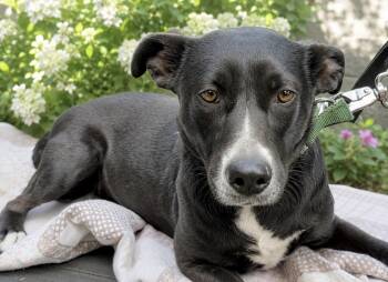 Madisen - Foster or Foster to adopt needed -  Mixed Breed Dog for Adoption in Huntingtown, Maryland - Madisen - Foster Or Foster To Adopt Needed | PetCurious