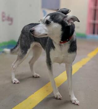 Husky and Labrador Retriever Dogs Available for Adoption - 4304 Spade | PetCurious