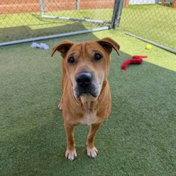 Shar Pei Dogs Available for Adoption in Hawthorne, California - Thalia | PetCurious