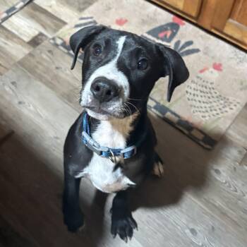 Rescue Labrador Retriever Dogs for Adoption in Columbia, South Carolina - King Tut | PetCurious