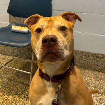 Simba -  Mixed Breed Dog Available for Adoption in Fairport, New York - Simba | PetCurious