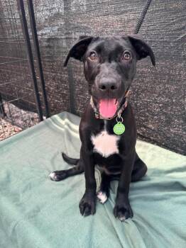 Earl -  Mixed Breed Dog for Adoption in Huntsville, Alabama - Earl | PetCurious