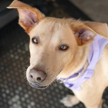 Grinch -  Labrador Retriever and Whippet Dog for Adoption in New York, New York - Grinch | PetCurious