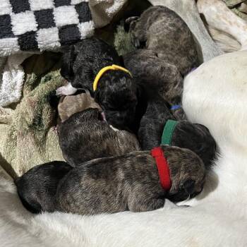 Labrador Retriever and Chow Chow Dogs Available for Adoption - 906E (2026) Astrid | PetCurious