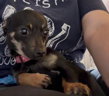 Chihuahua and Dachshund Dogs Available for Adoption in Waterloo, Illinois - Lola Belle | PetCurious