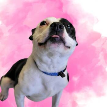 Paige -  Pit Bull Terrier and Mixed Breed Dog for Adoption in Concord, North Carolina - Paige | PetCurious