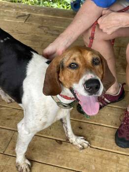Rescue Treeing Walker Coonhound Dogs for Adoption in Cowen, West Virginia - MISSY | PetCurious