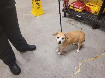 Chihuahua and Mixed Breed Dogs Available for Adoption in Kent, Washington - SASSY | PetCurious